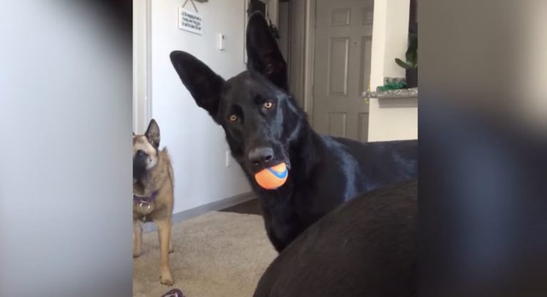 german shepherd dog reacts to baby crying