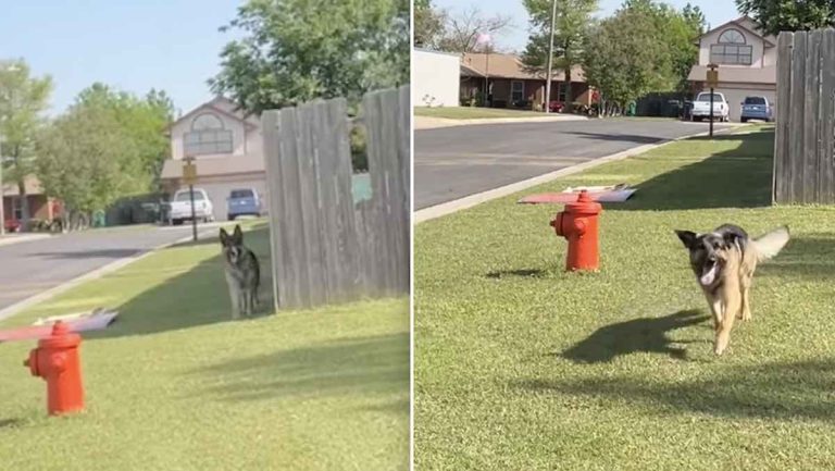 German shepherd does not want to be left behind.