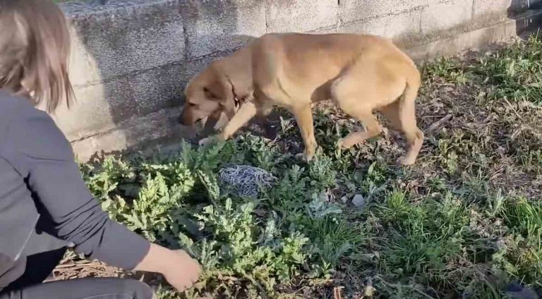 dog injured by snare