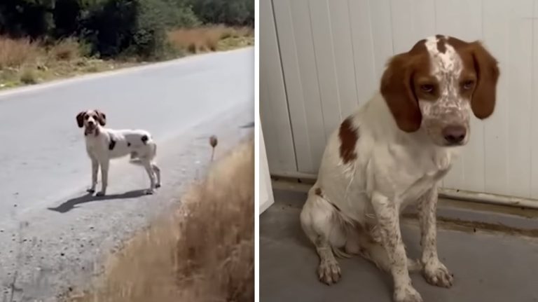 abandoned hunting dog rescued by Takis shelter