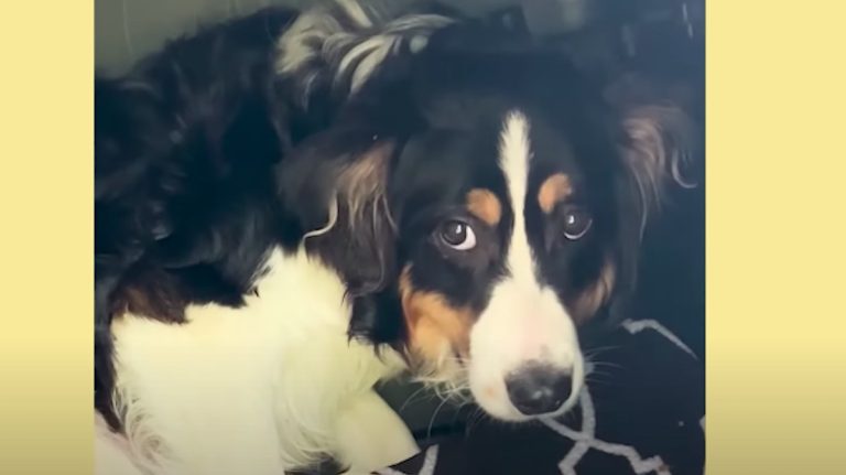 puppy completely shut down rescued by Asher House