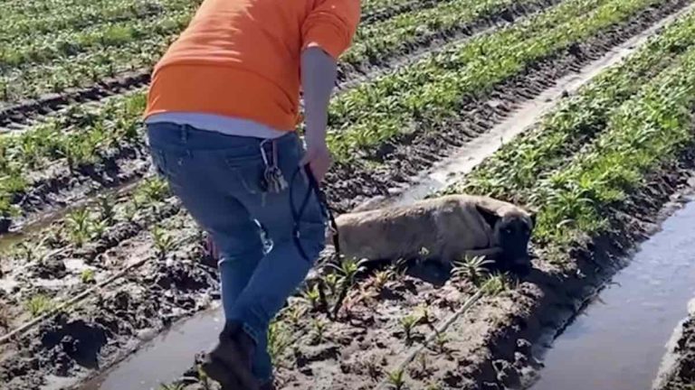 Belgian Malinois rescued from field