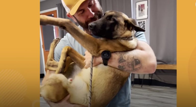 Stray Malinois Puppy Found Blind Faced Euthanasia Until This Man Changed His Life