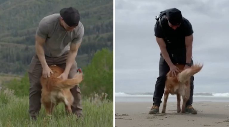 Golden Retriever Nala stomps