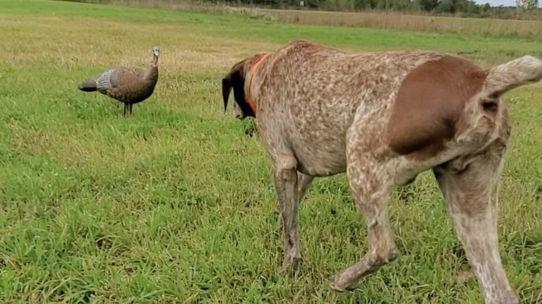 old dog hunts decoy turkey