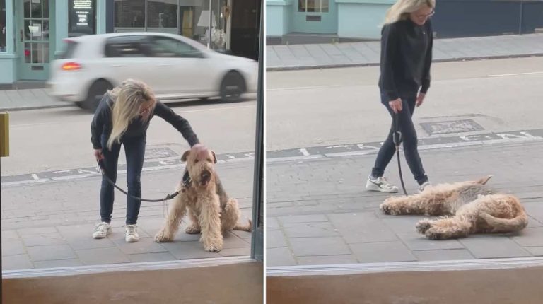 airedale terrier wants to go in pub