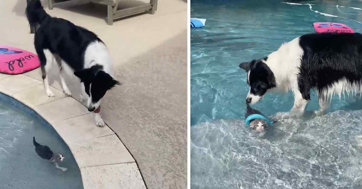 Border Collie Acts as Lifeguard for Foster Kittens Learning Pool Safety