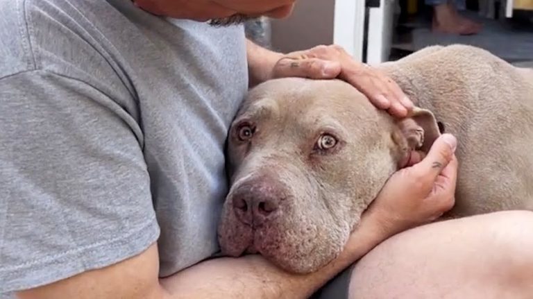 bruno the pittie frozen in fear