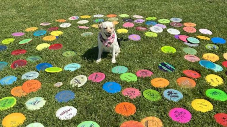 dog finds golf discs