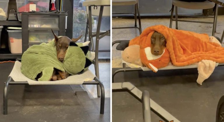 Dash with his blankets