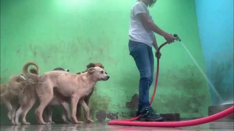 Dogs Cleverly Follow Shelter Worker Around Kennel to Avoid Getting Wet