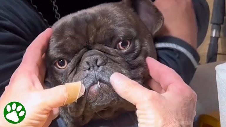 french bulldog with treble hook in mouth