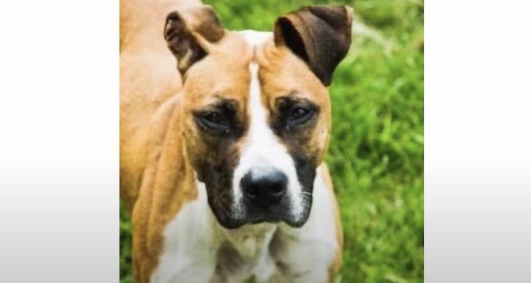 Homeless Dog Who Kept Making Terrible Impression at Shelter Gets Second Chance