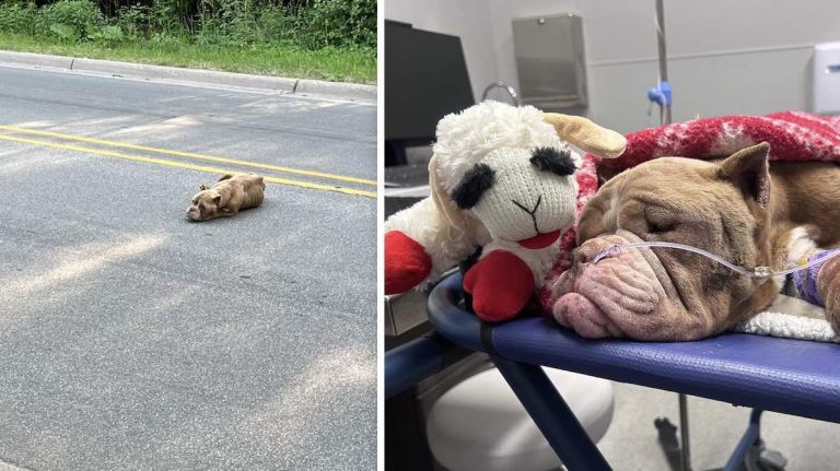 Hope breeding dog found on road