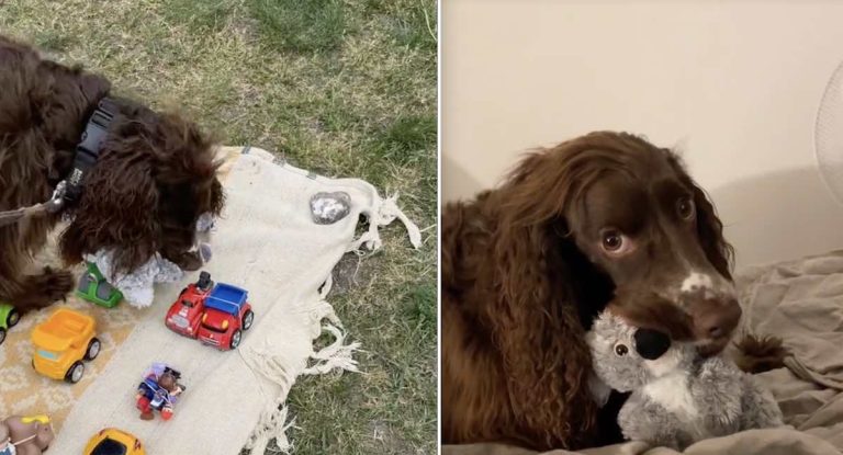 spaniel finds toy @hugotheshark