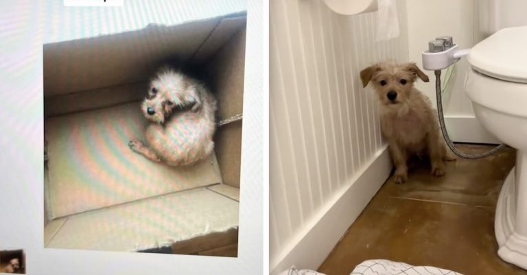 Little Eddie rescued