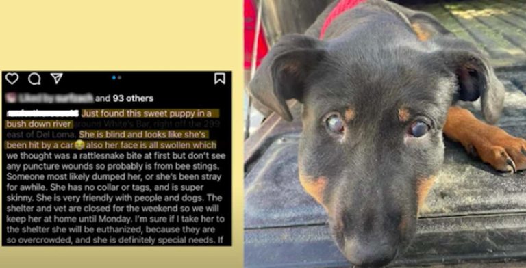 Blind Dog Found Shaking in a Ditch Gets a Miracle