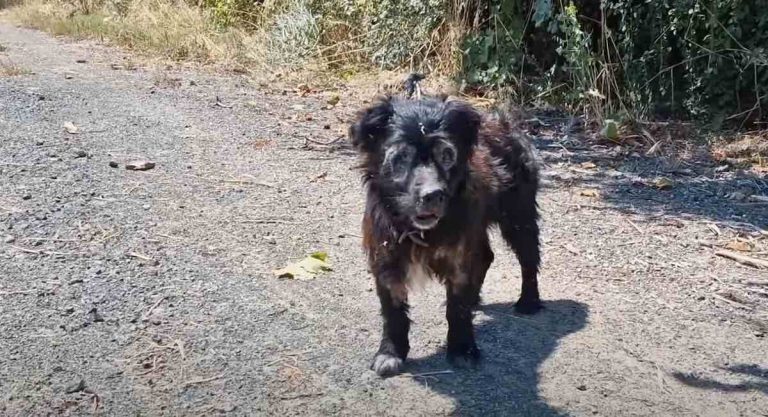 dog with "melted eyes."