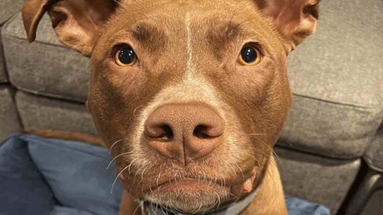 pittie mix rescued from roadside