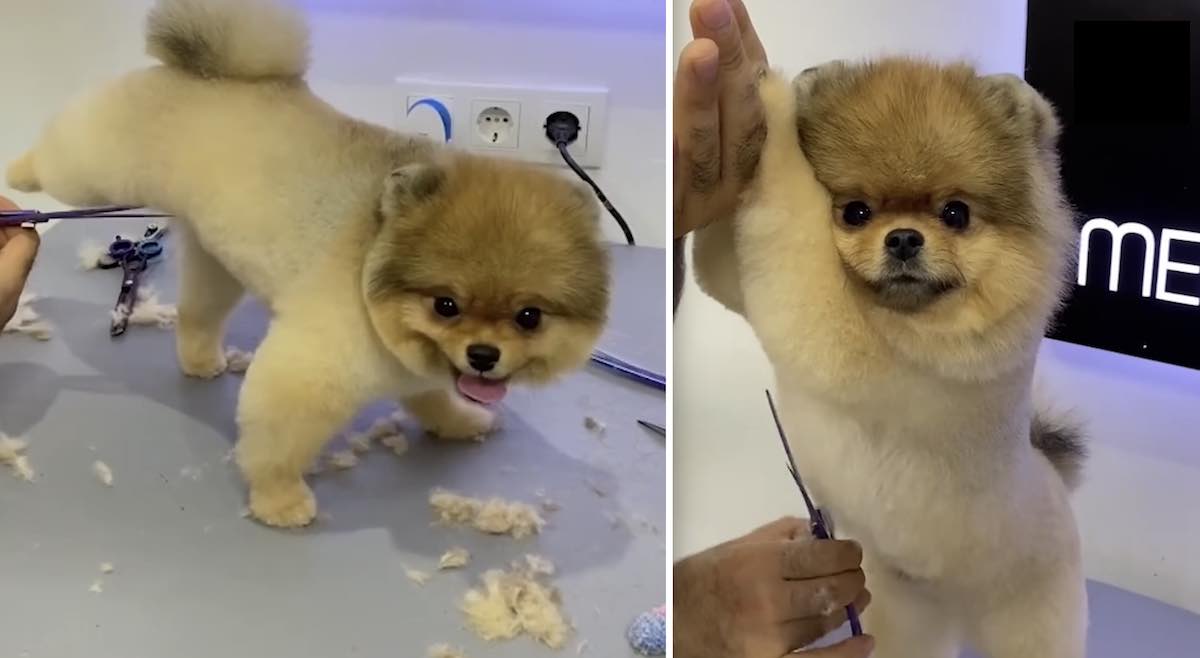 Dog Groomer Gives Pomeranian The Most Adorable Haircuts