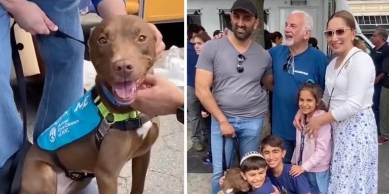 Lost Dog Reunites with Her Family After They Spot Her at NYC Adoption Event
