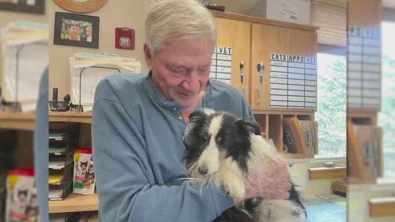 sheltie found