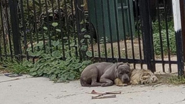 two stray dogs rescued from street corner