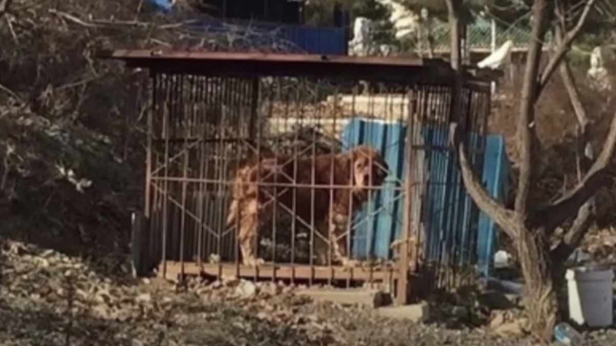 Couple Rescues Emaciated Tibetan Mastiff They Find at the Great Wall of China