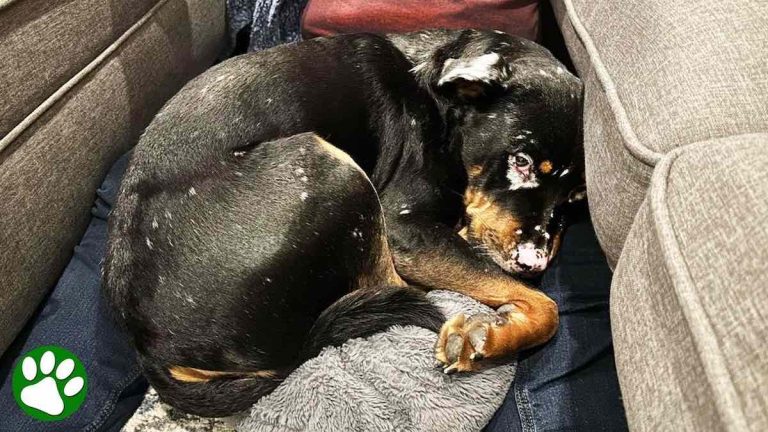 Yeti the Rottweiler