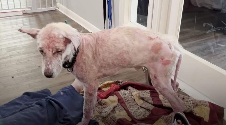 Bald Dog was One of Saddest Dogs His Rescuer had Ever Seen