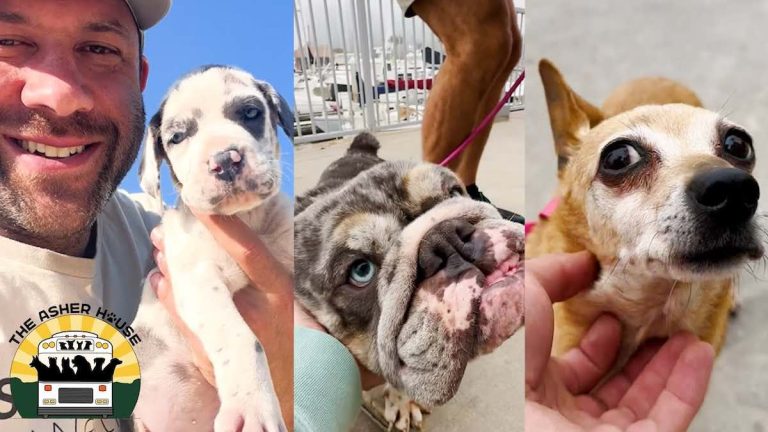 Rescuer Goes to Get Backyard Breeding Dogs and Ends Up With Car Full of Surprises