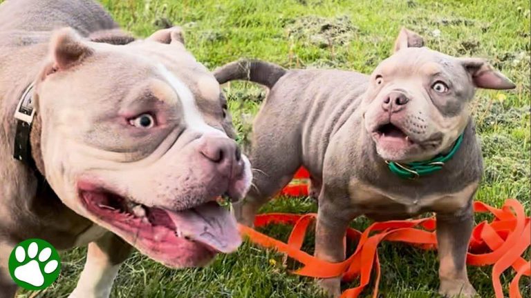 two blind pitties become family