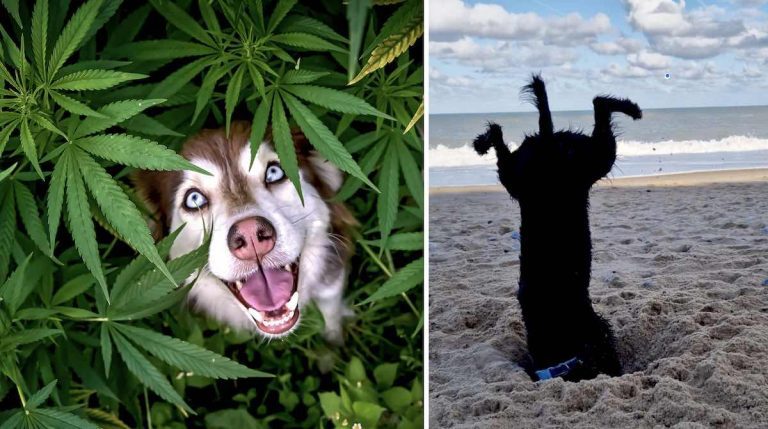 comedy pet photographer awards