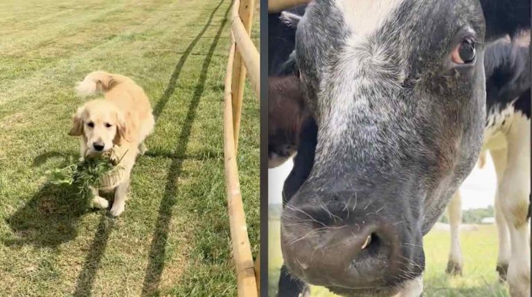 dog brings cows carrots