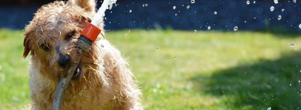 dog in garden terrier fun