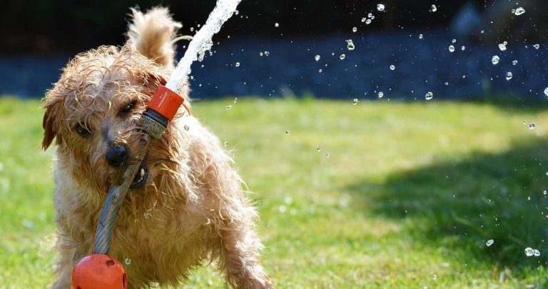 dog in garden terrier fun