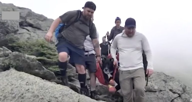 good samaritans rescue dog off of mountain
