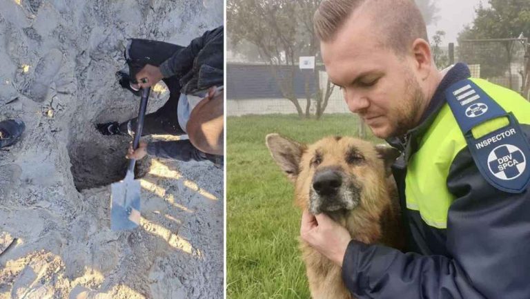 inspector races to save dog buried alive under sand