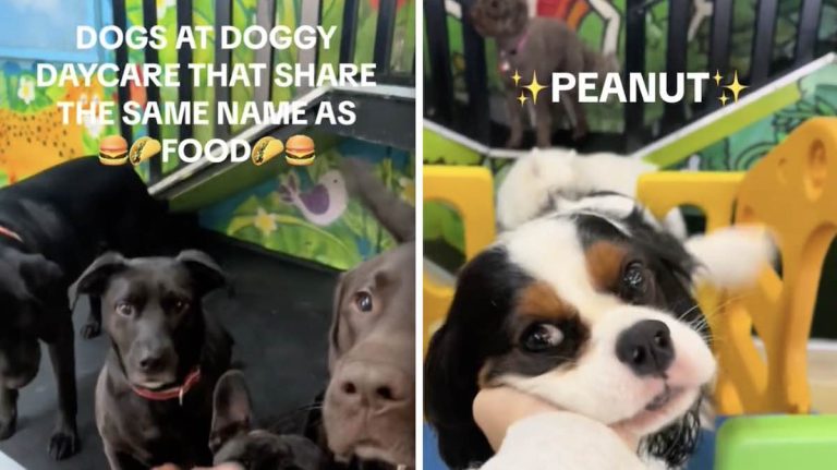 dogs with food names
