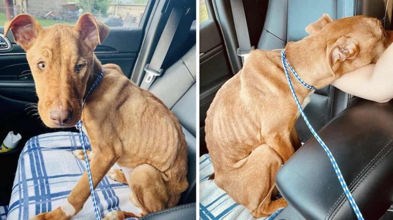 Fig the puppy so grateful to be rescued