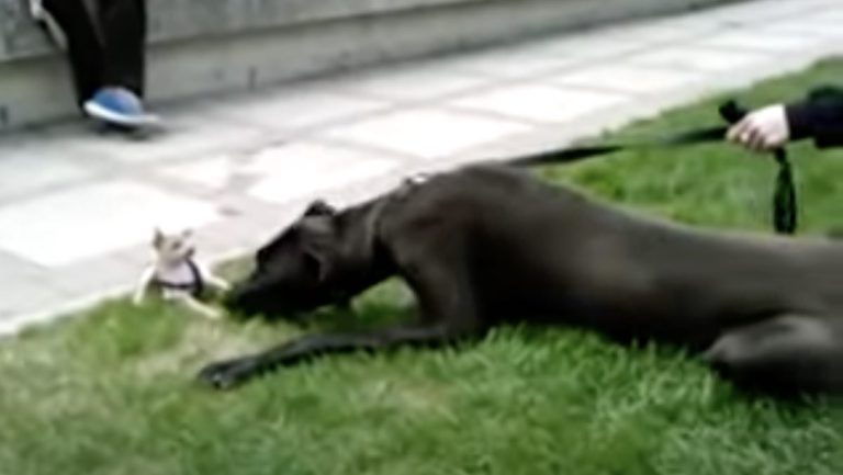 chihuahua meets Great Dane