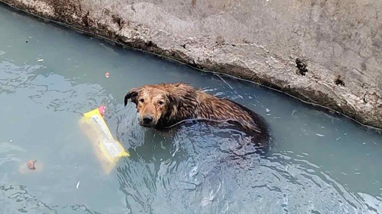 Hopper rescued paralyzed in ditch with Animal Aid unlimited