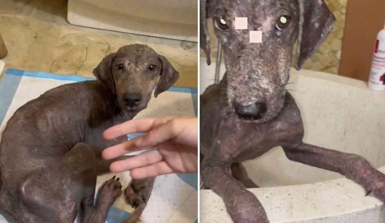 boonie dog rescue