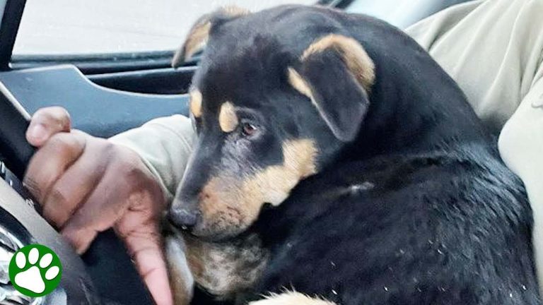 puppy rescued from desert