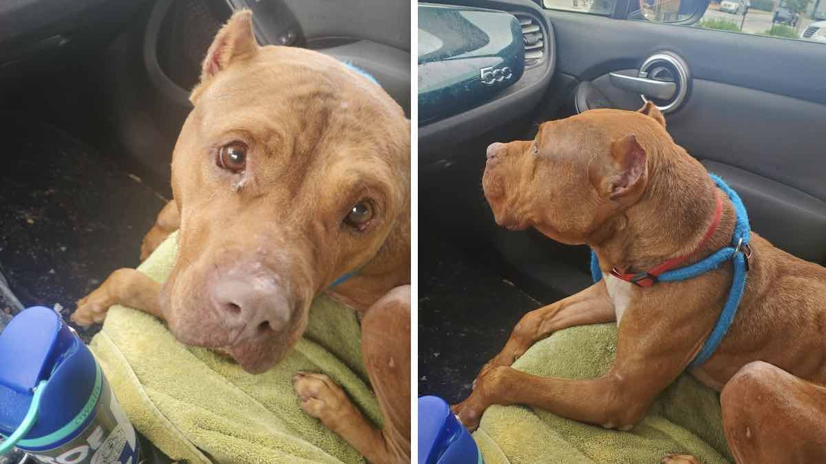 Rescuers Pretend to Drive with Pit Bull Who Loves to Go on Car Rides