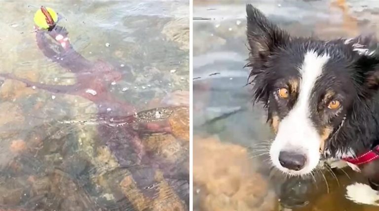octopus steals dog's ball
