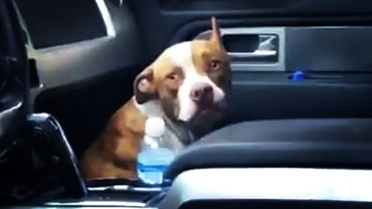 Stray pit bull jumps into couple's car