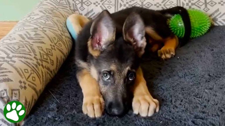 puppy raised by cats