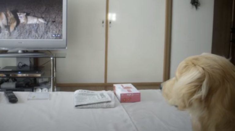 puppy watches lions