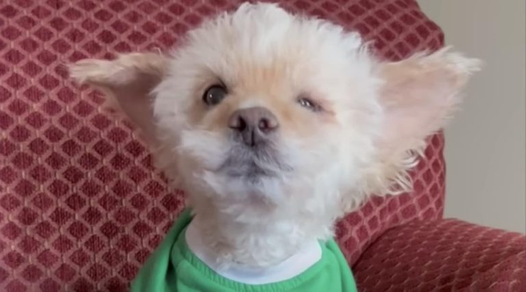 Elderly Rescue Dog Finds His Singing Voice
